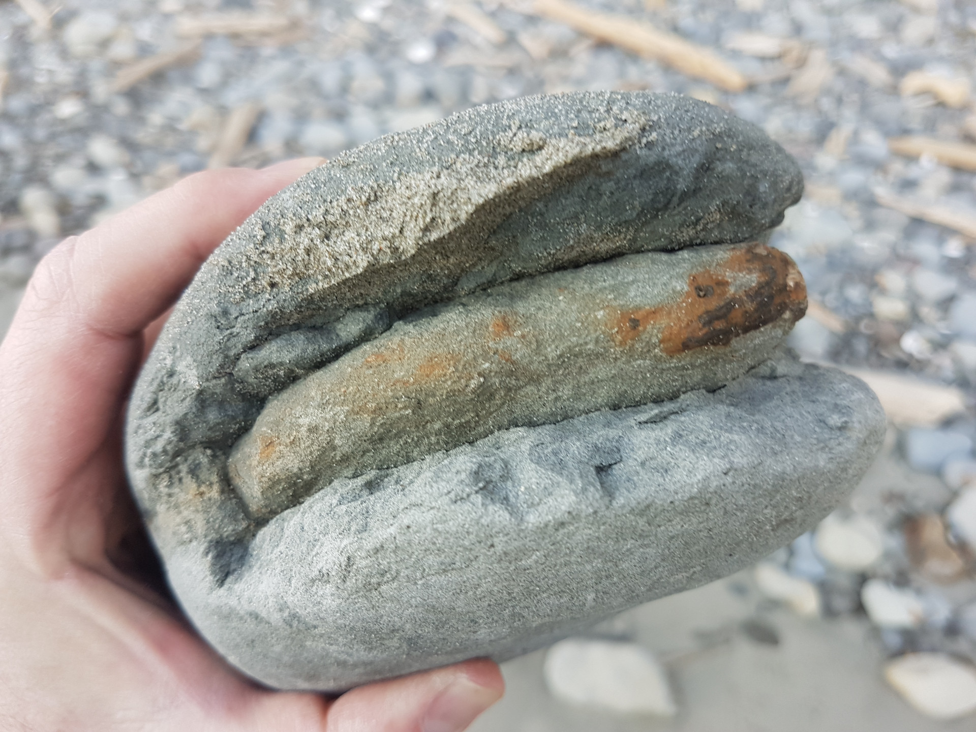 Large claw (crab?)
